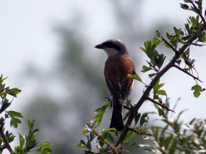 Grauwe Klauwier aug 2014 