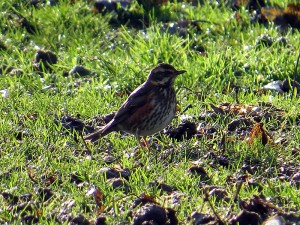 Ijslandse Koperwiek 2017 nov small 1