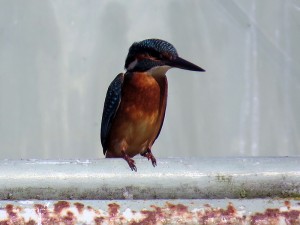 Ijsvogel juli 2014 