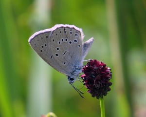 Pimpernelblauwtje juli 2014  © Kees Bode