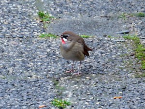 Roodkeelnachtegaal 2016  jan small 1