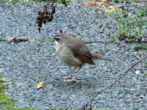 Roodkeelnachtegaal 2016  jan small 2