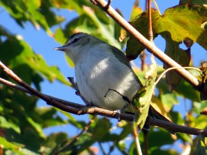 Roodoogvireo 2018 okt small 1