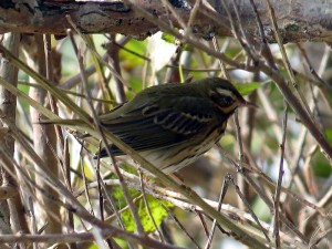 siberische-boompieper-2016-okt-1-small-shoped