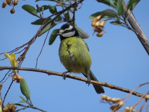 Tenerife Pimpelmees feb 2015 small 1