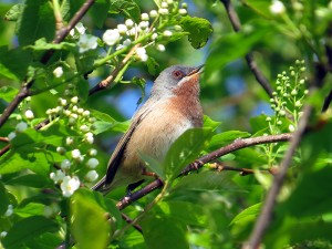 Westelijke Baardgrasmus 2016 april small 1