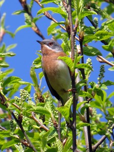 Westelijke Baardgrasmus 2016 april small 5